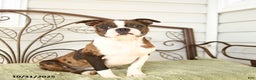 Boston Terrier dogs for sale: Dahlia - Ad 1