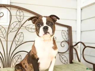 Boston Terrier dogs Dahlia - Ad 30