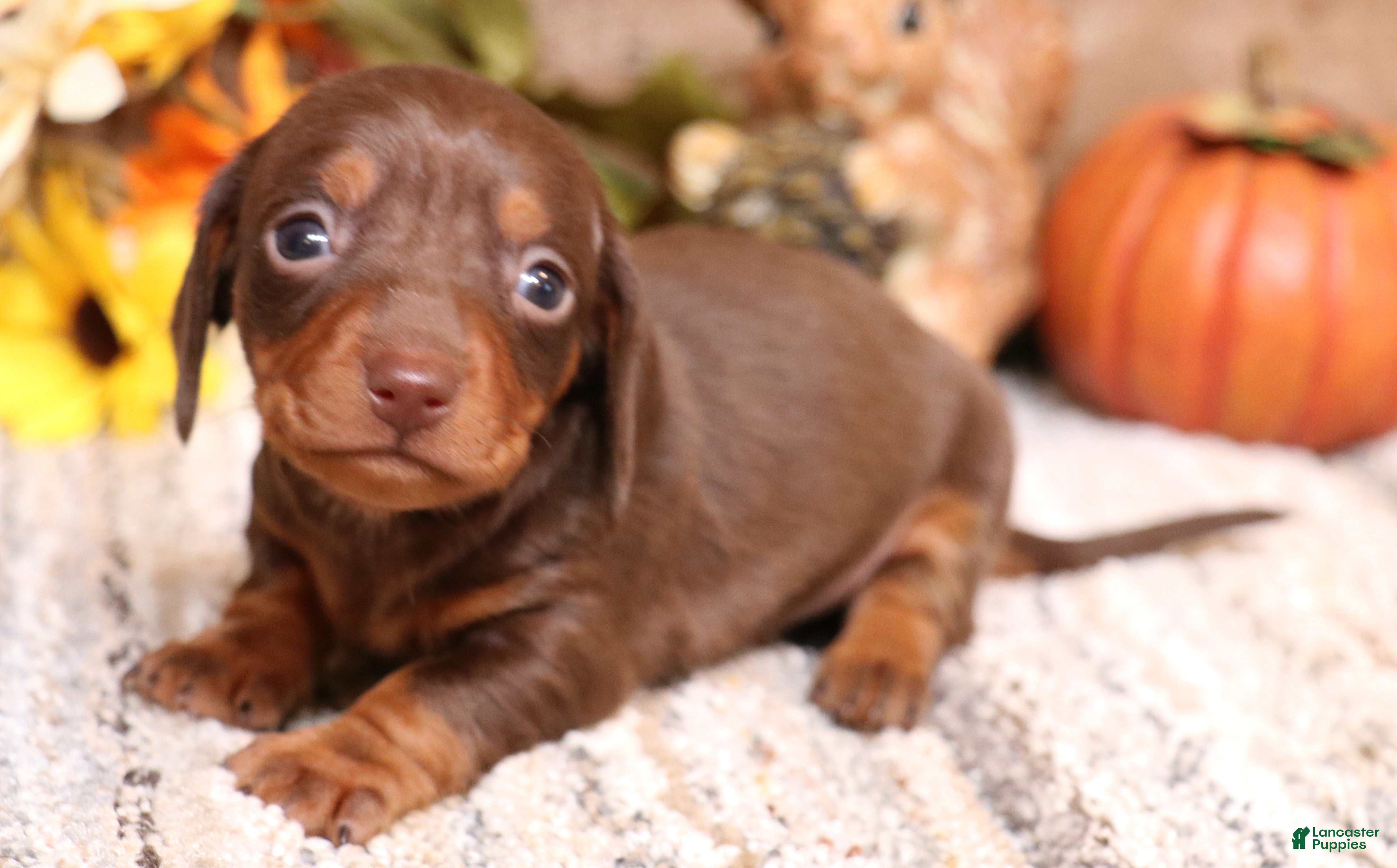 Miniature Dachshund dogs Bandit chocolate/tan male - Ad 25