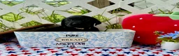 Labrador Retriever dogs for sale: Dakota - Ad 4