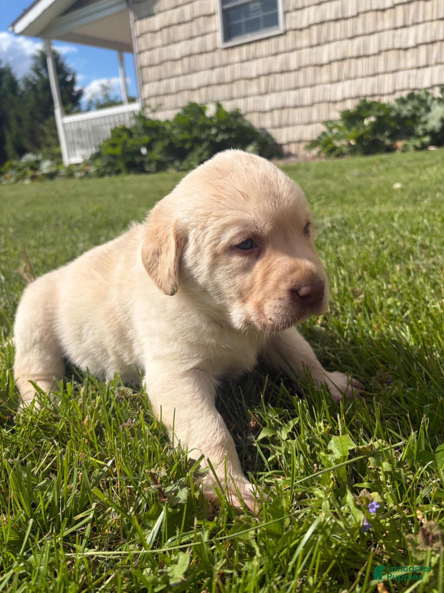 Labrador Retriever dogs Remmi - Ad 1