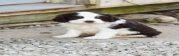 English Springer Spaniel dogs for sale: Cosmo - Ad 3