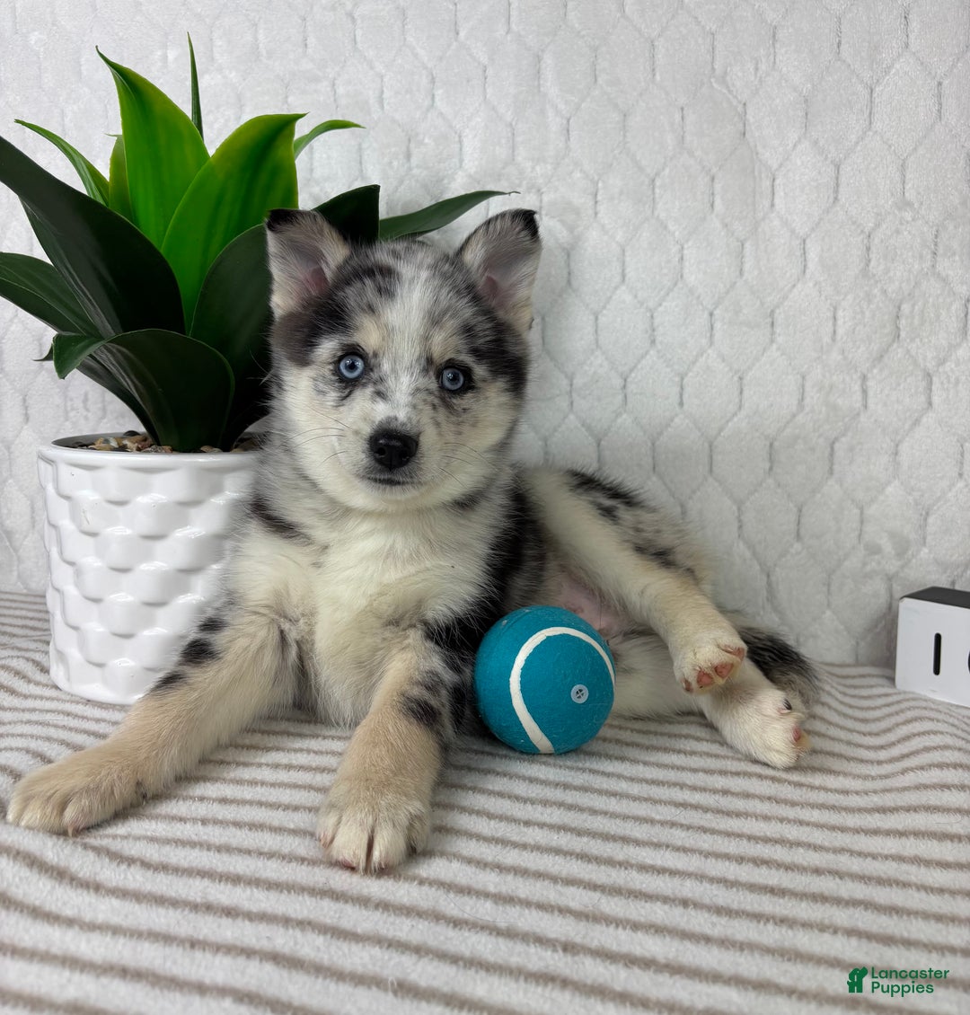 Pomsky dogs for sale: Patch - Ad 3