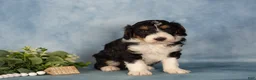 Bernedoodle dogs for sale: Bernedoodle Puppy 1 - Ad 6