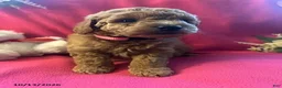Cockapoo dogs for sale: Candy - Ad 4
