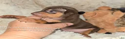 Miniature Pinscher dogs for sale: AKC Riker - Ad 3