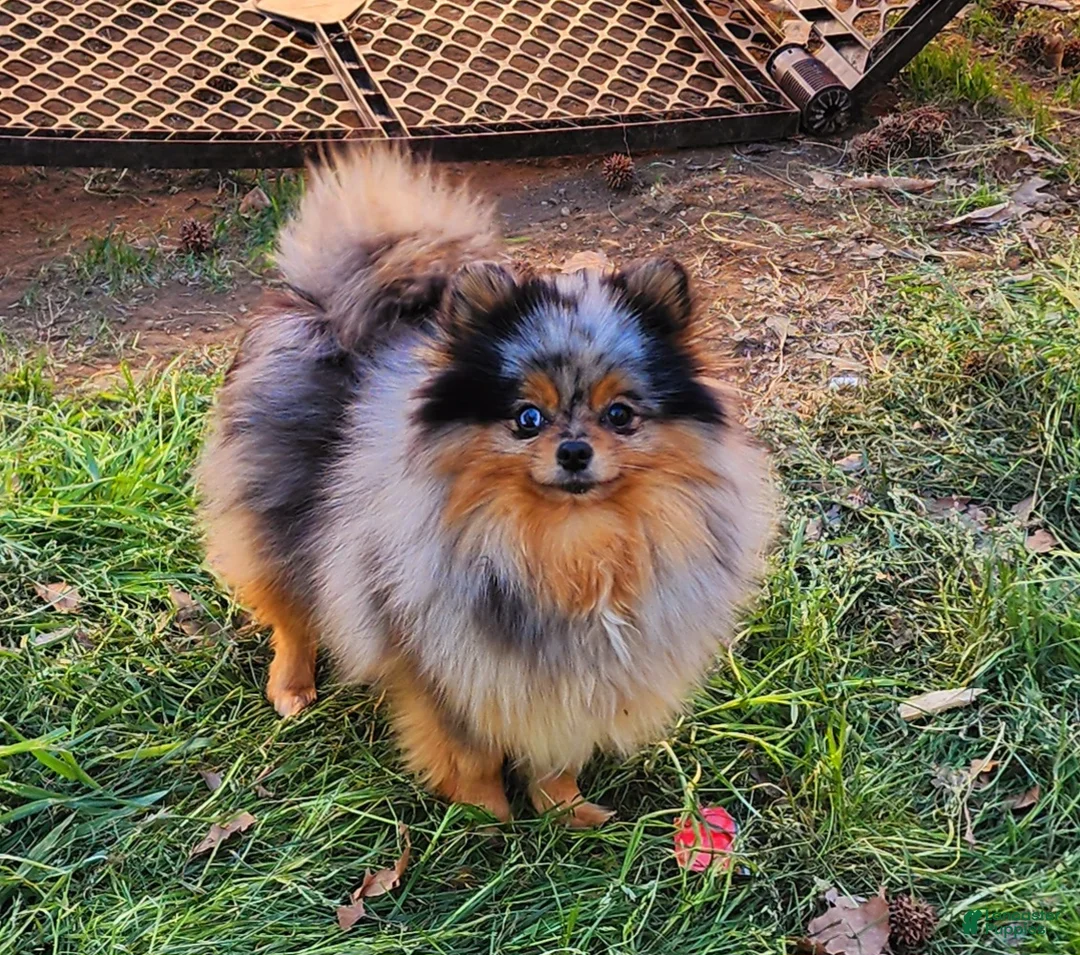Pomeranian dogs for sale: Pomeranian Puppy 1 - Ad 6