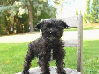 Schnoodle dogs - Ad 4