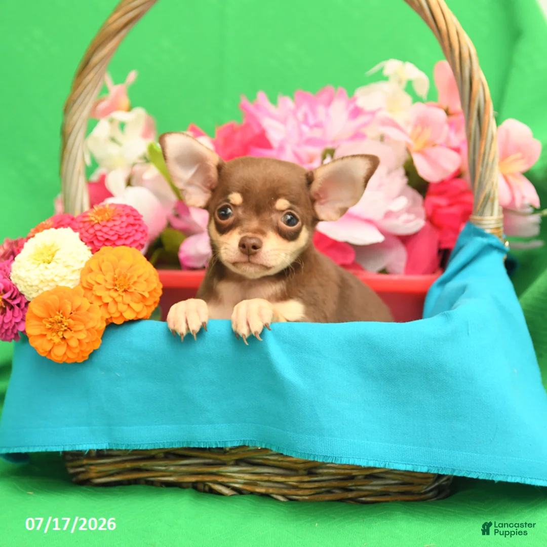 Chihuahua dogs for sale: Felix - Ad 2