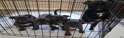 Frenchton dogs for sale: Dewey  - Ad 5