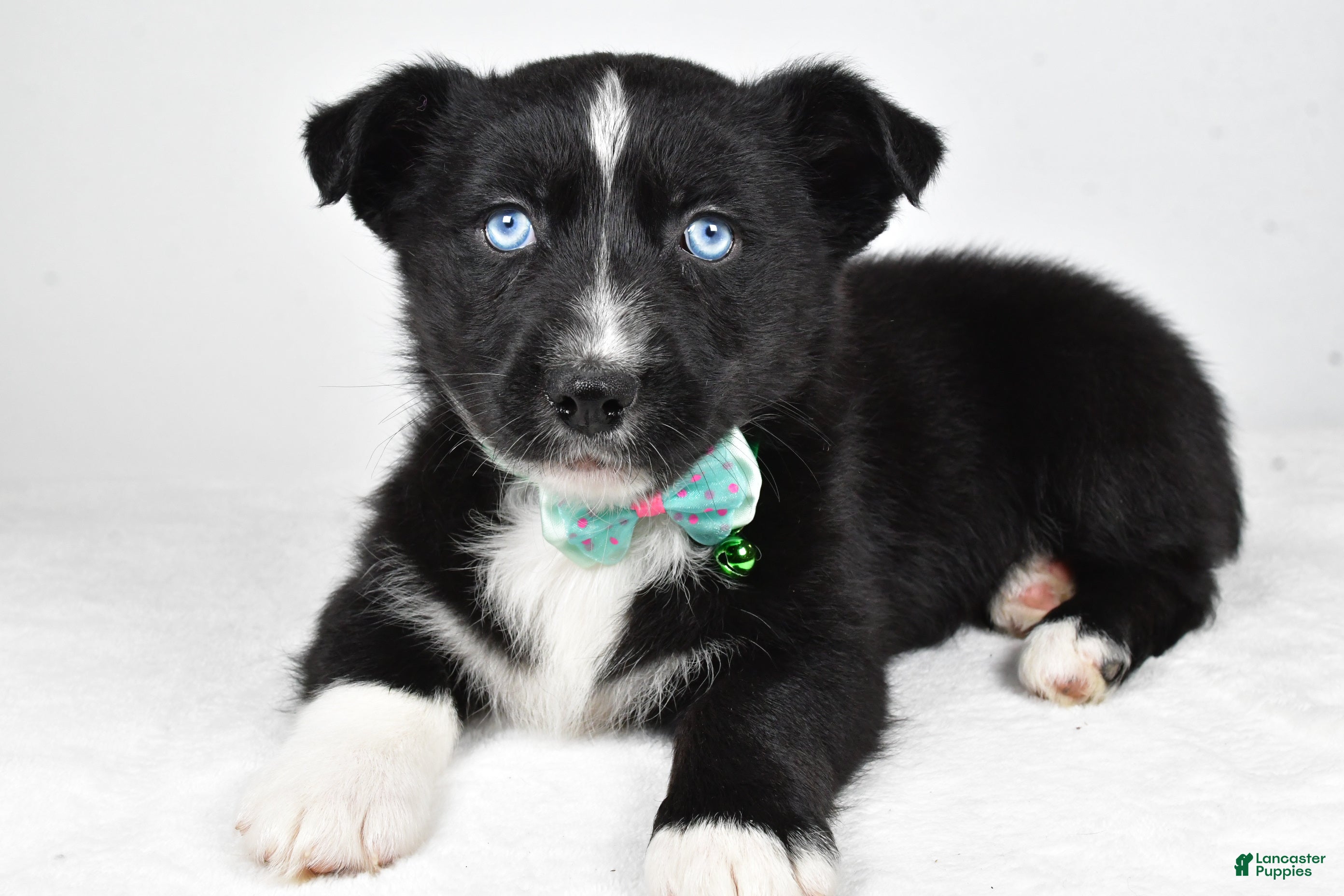 Mixed Breed dogs Prescott - Ad 9