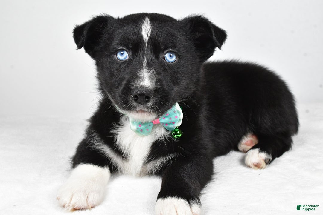 Mixed Breed dogs for sale: Prescott - Ad 1