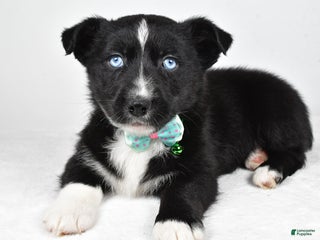 Mixed Breed dogs Prescott - Ad 5