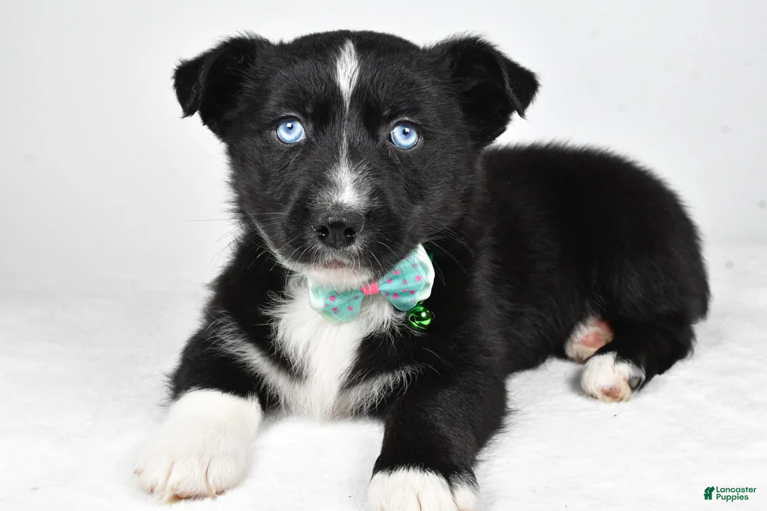 Mixed Breed dogs for sale: Prescott - Ad 1