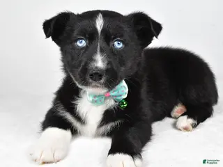 Mixed Breed dogs Prescott - Ad 30