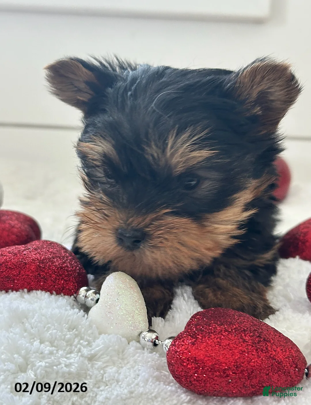 Yorkshire Terrier dogs for sale: Tucker - Ad 2