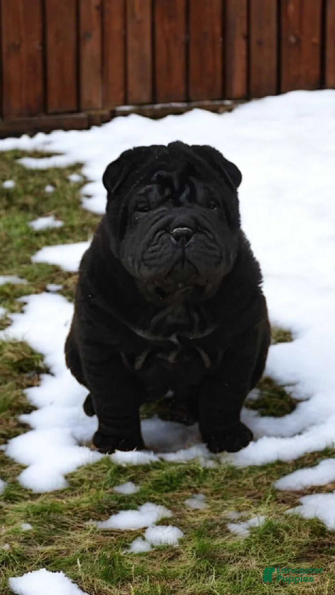 Shar Pei dogs for sale: Raven mini  - Ad 3