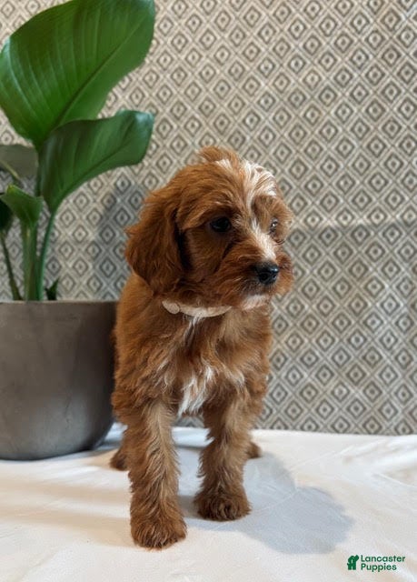 Irish Doodle dogs Angel - Ad 2