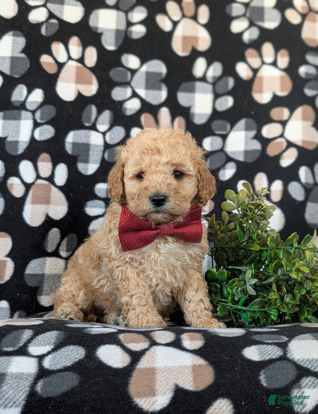 Cockapoo dogs for sale: Aiken Hypoallergenic - Ad 3