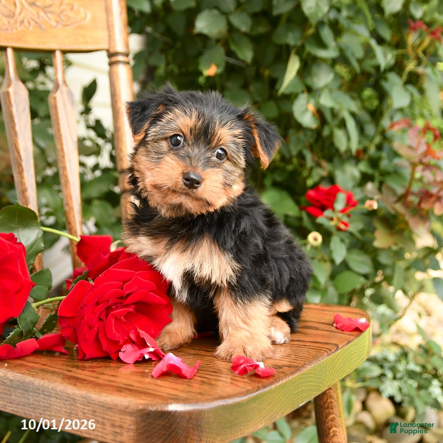 Yorkshire Terrier dogs Waffles - Ad 2