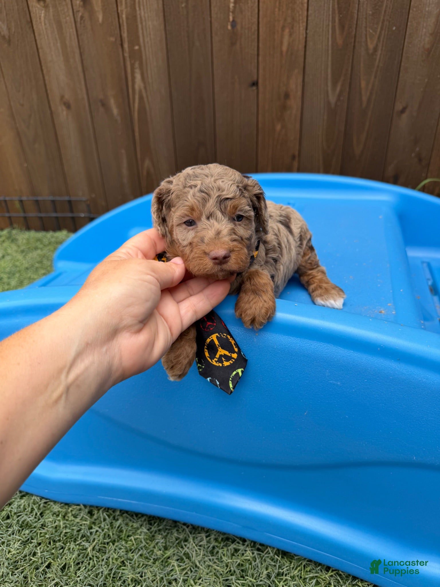 Miniature Poodle dogs Akc Clear Choc Merle Phantom Black Tie - Ad 10