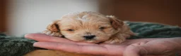 Shihpoo dogs for sale: Harold Shihpoo  - Ad 6