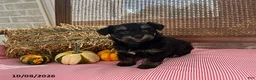 Mini Aussiedoodle dogs for sale: Dixie - Ad 4