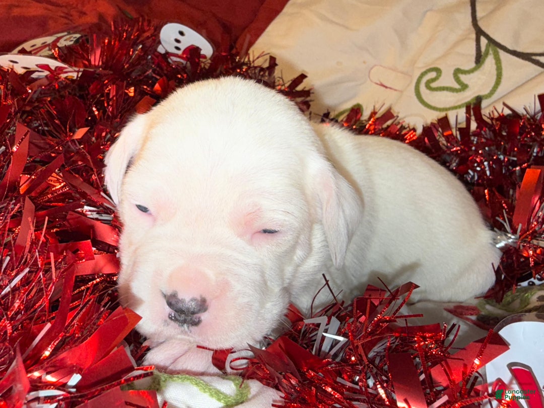 Mixed Breed dogs for sale: Leena  - Ad 4