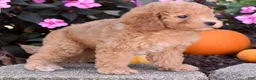 Bichpoo dogs for sale: Charlie - Ad 9