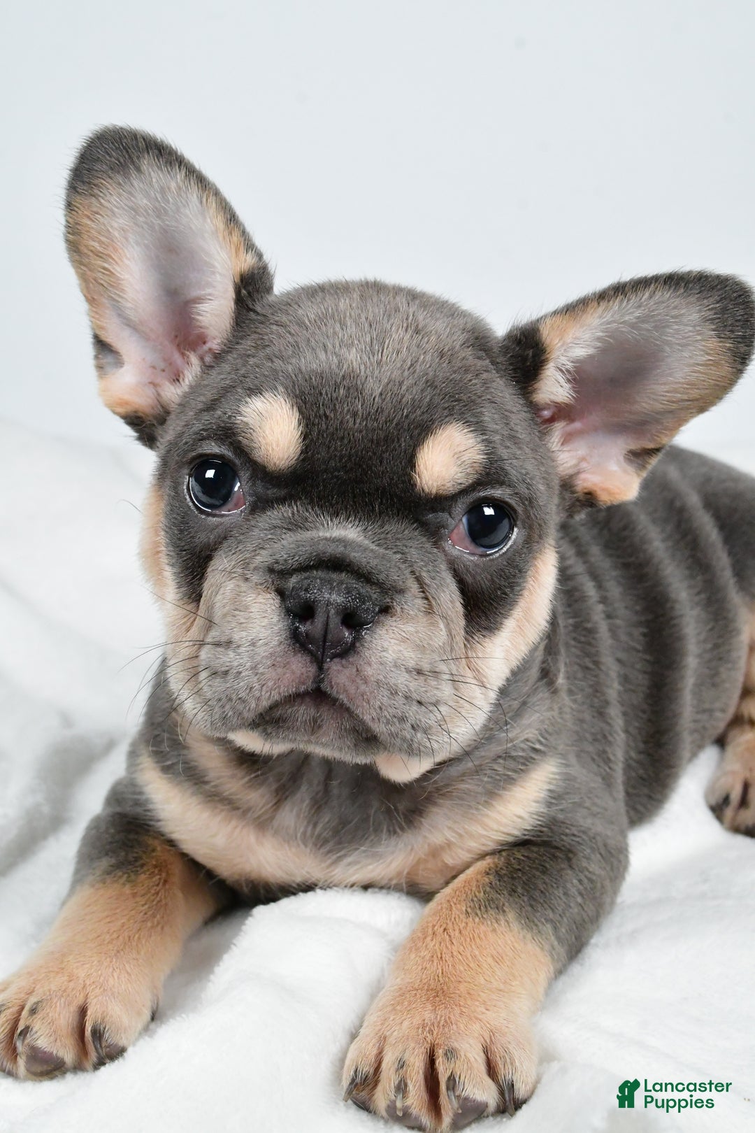 French Bulldog dogs for sale:  Jolly - Ad 3