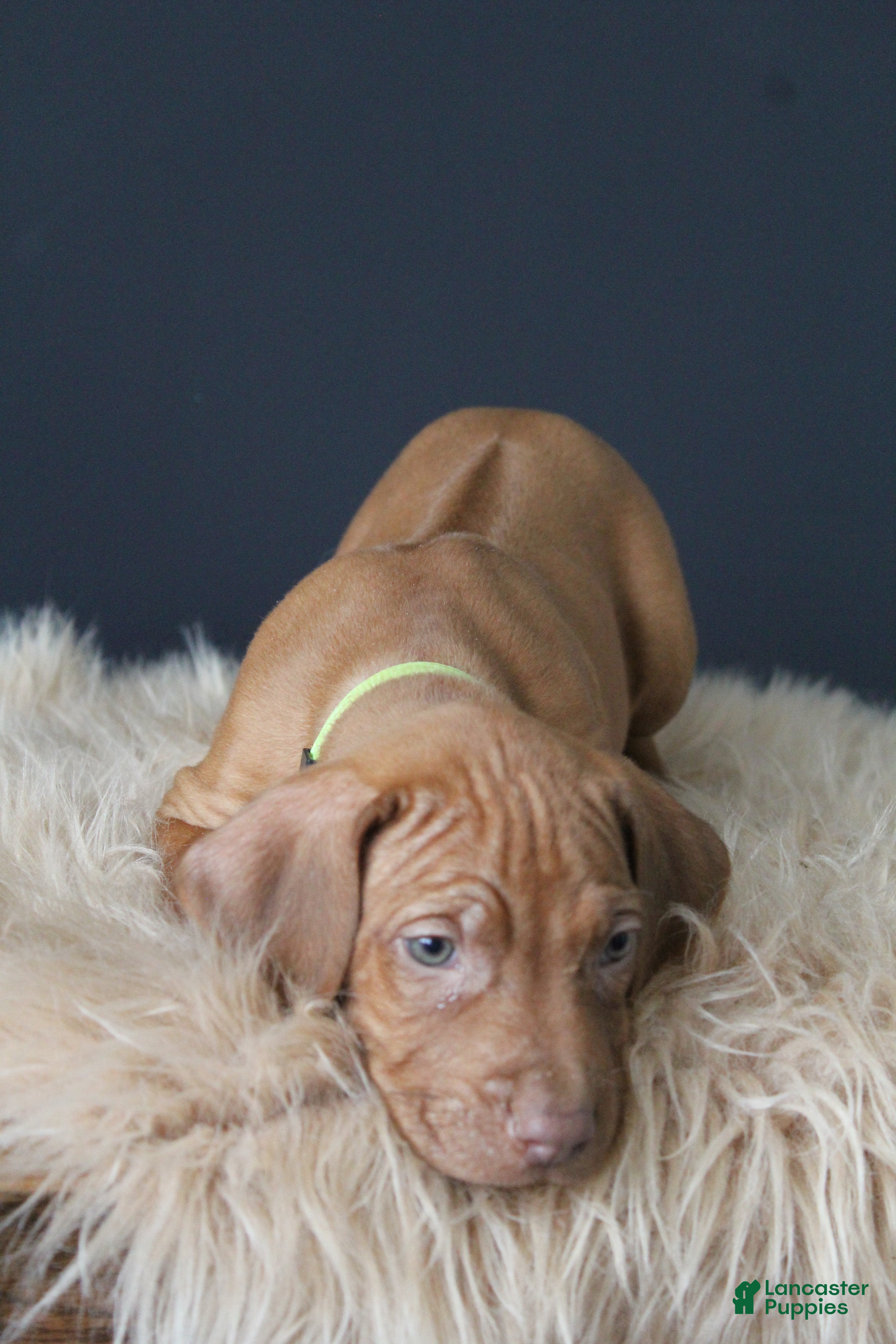 Rhodesian Ridgeback dogs Kane - Ad 2