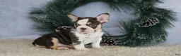 French Bulldog dogs for sale: Luna - Ad 3