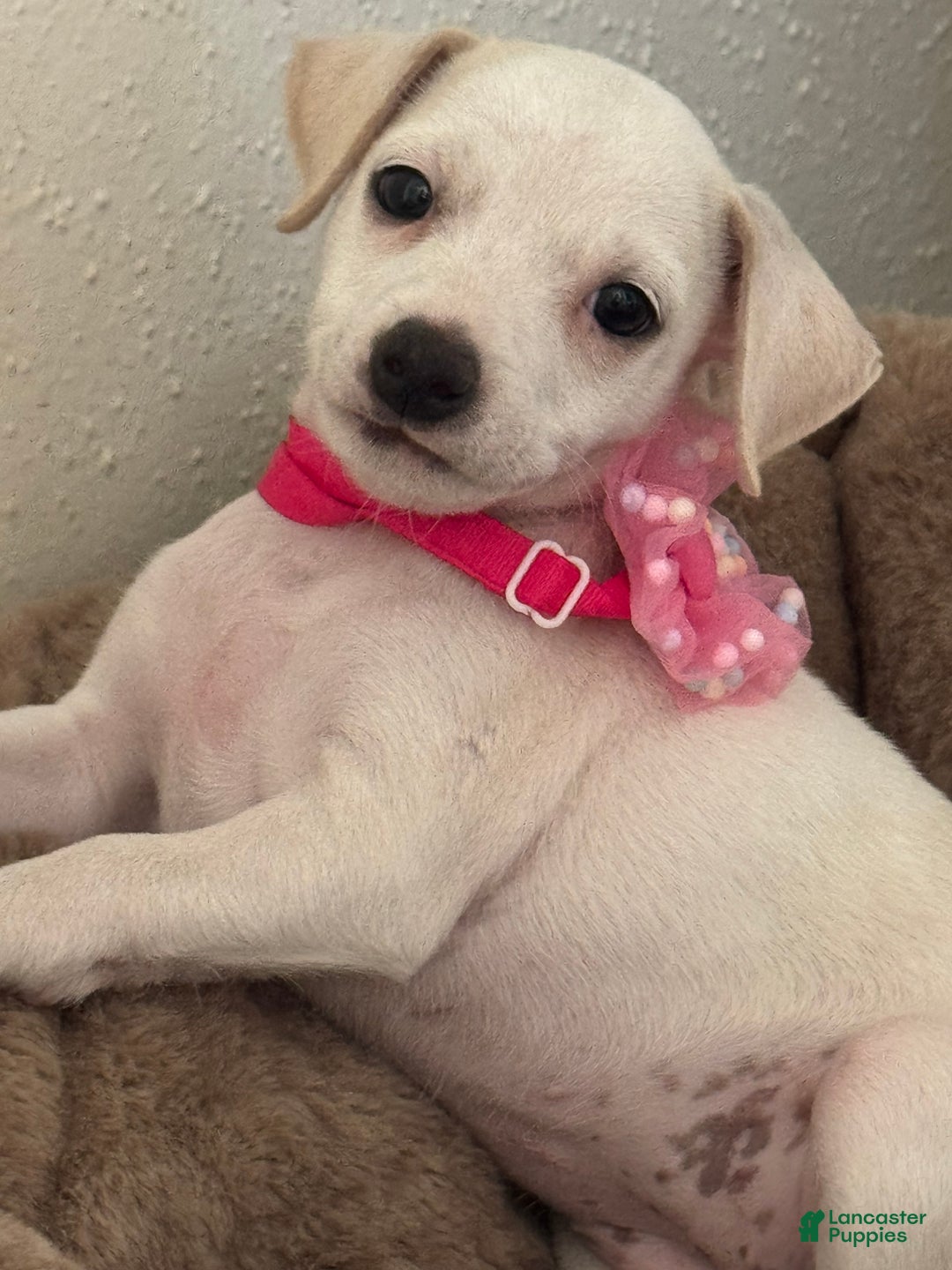 Jack Russell Terrier dogs for sale: Jack Russell Terrier Puppy 1 - Ad 3