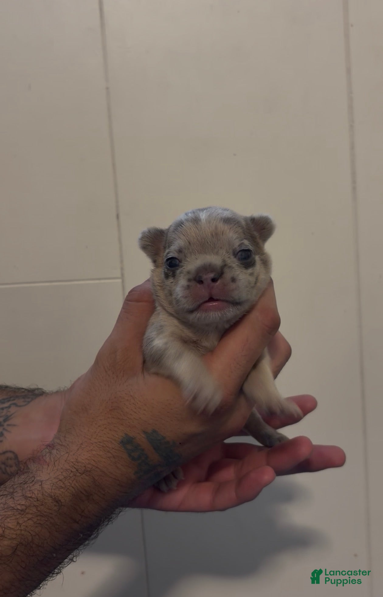 French Bulldog dogs for sale: French Bulldog 4 - Ad 13