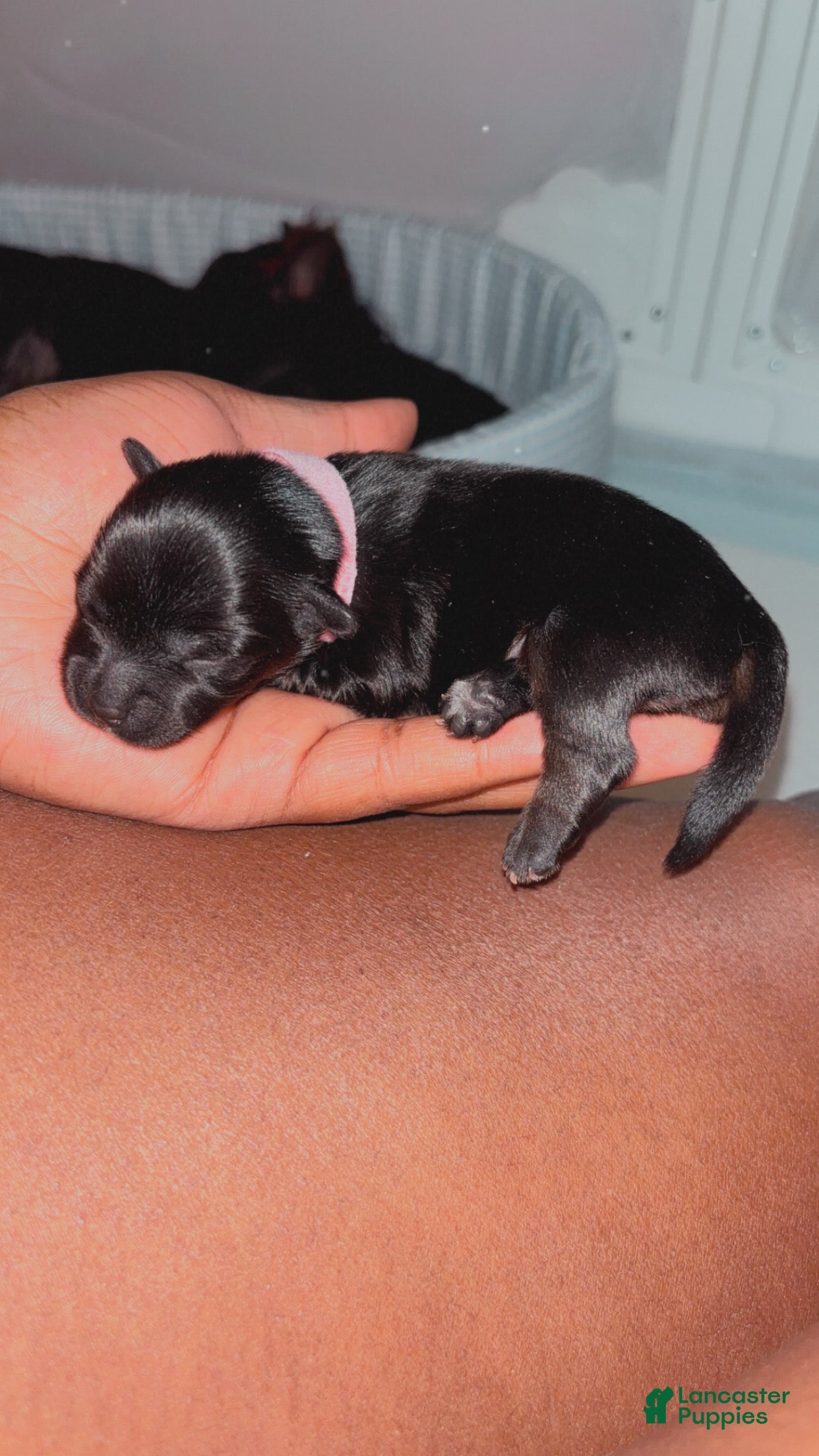 Yorkshire Terrier dogs Yorkshire Terrier Puppy 4 - Ad 8