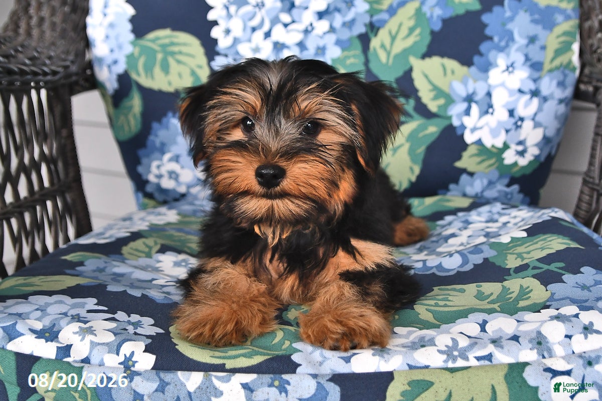 Yorkshire Terrier dogs Benjie  - Ad 1
