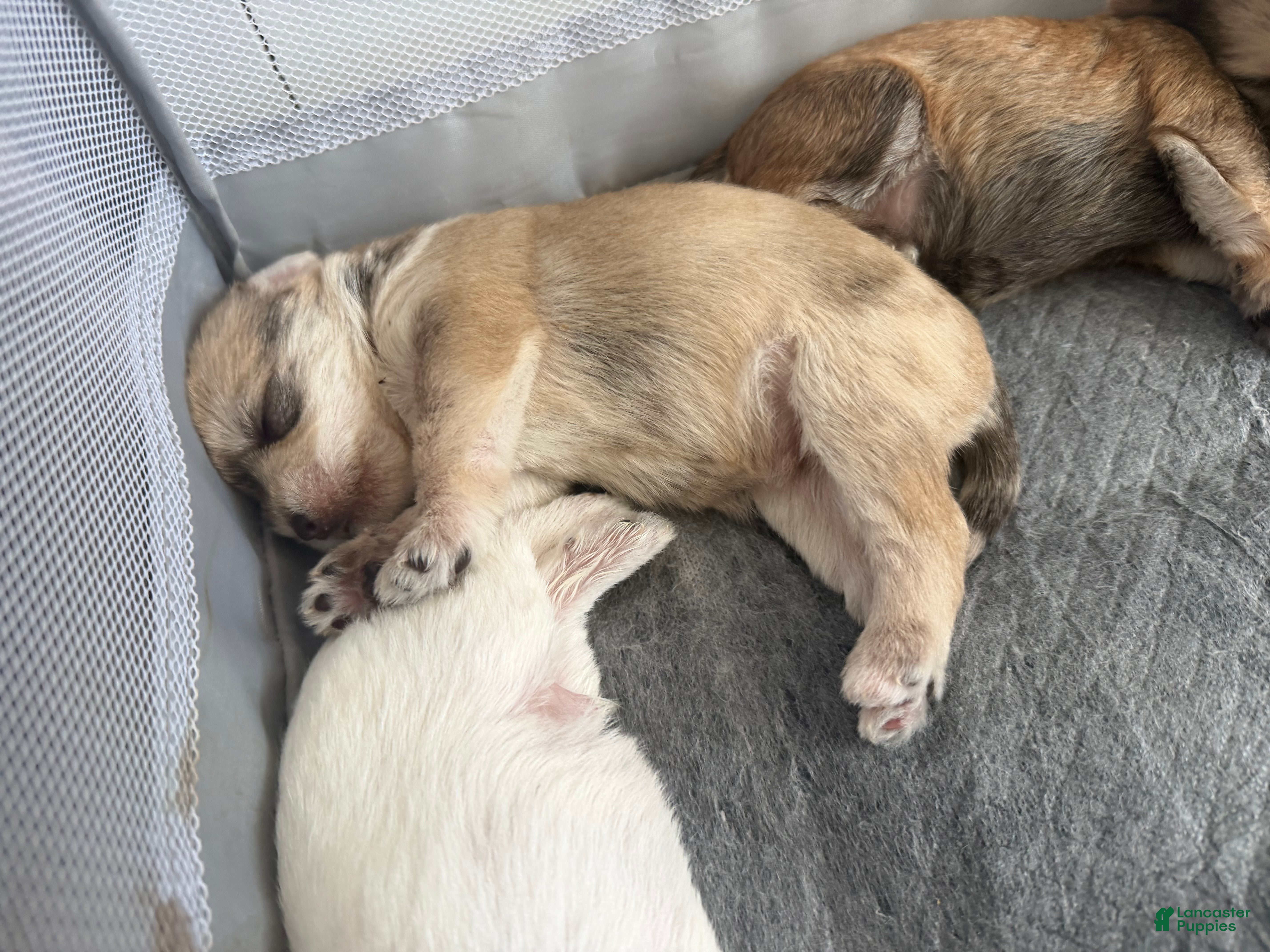 Miniature Schnauzer dogs Miniature Schnauzer Puppy 3 - Ad 1