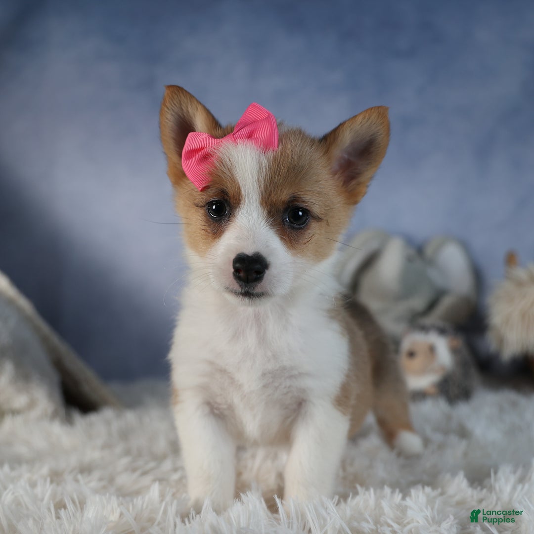 Welsh Corgi Pembroke dogs for sale: Dixie - Ad 17