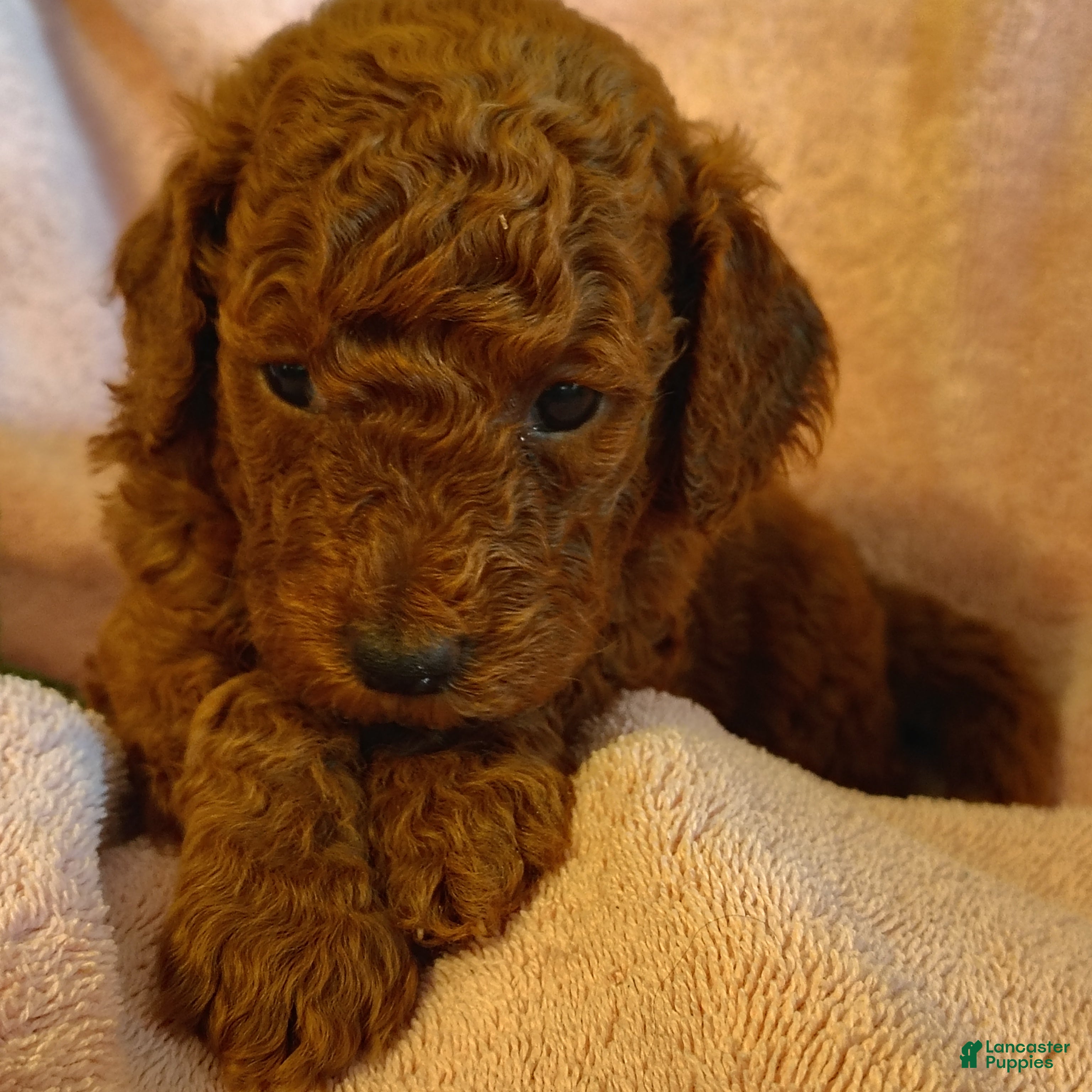 Mini Goldendoodle dogs Sandy - Ad 1