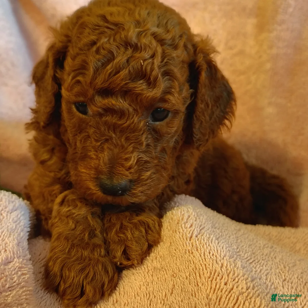 Mini Goldendoodle dogs for sale: Sandy - Ad 1