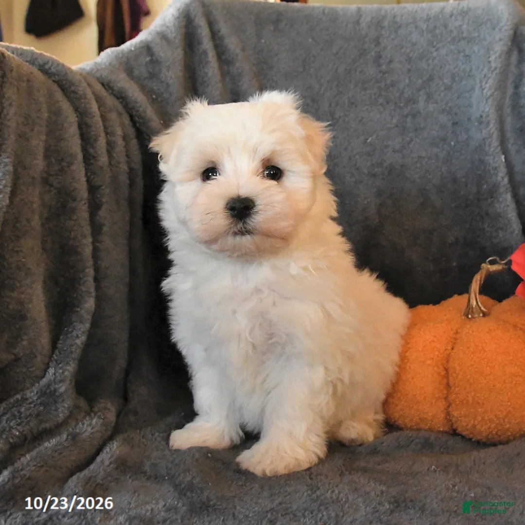 Maltese dogs for sale: Freddie - Ad 2