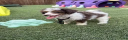 Miniature Poodle dogs for sale: Akc Clear 🧬 Tested Blue Merle  Phantom Parti- Bb - Ad 4