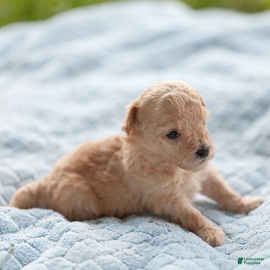 Maltipoo dogs for sale: Teddy Maltipoo  - Ad 1