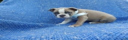 Boston Terrier dogs for sale: Ivan - Ad 1