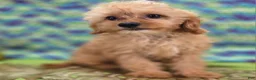 Cavapoo dogs for sale: Miles - Ad 30
