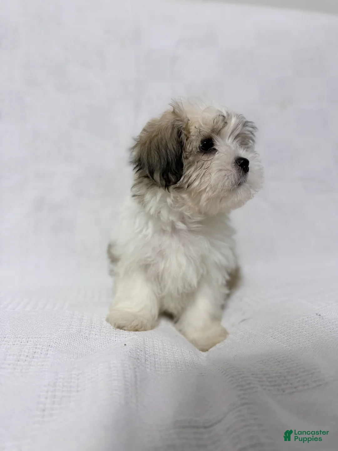 Malshi dogs for sale: Charlie - Ad 7