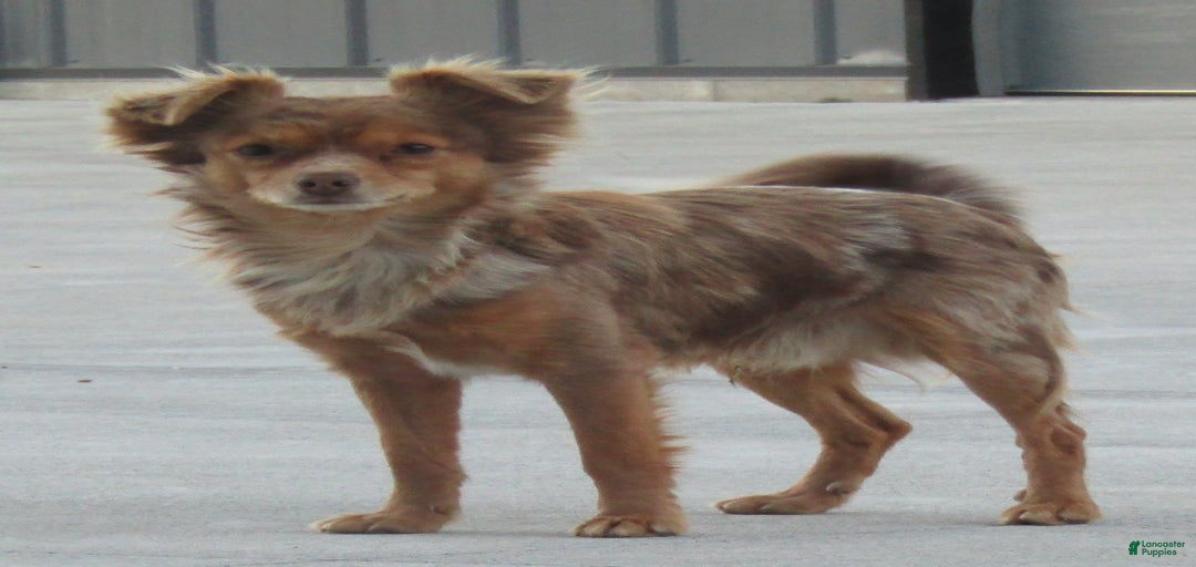 Gallery Image {{count}}