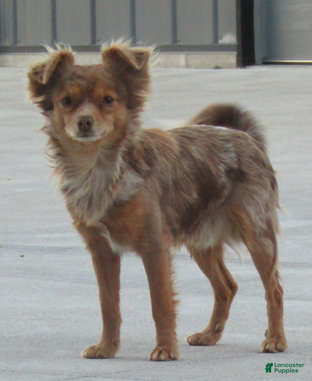 Gallery Image {{count}}