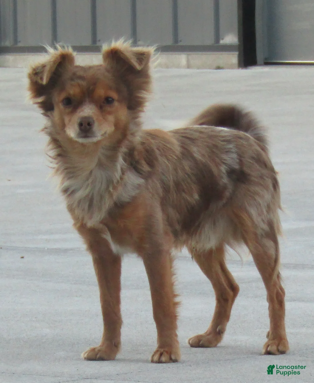 Gallery Image {{count}}