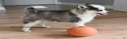 Pomsky dogs for sale: Tinker Micro Pomsky - Ad 5